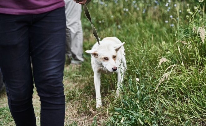 ‘We’re bound by the imperfect law’: Kazan as Russia’s first city without stray dogs?