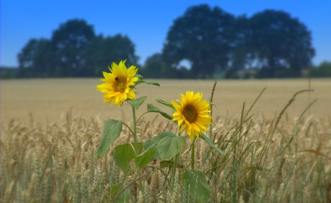 Russian wheat and sunflower rise in price due to cold weather