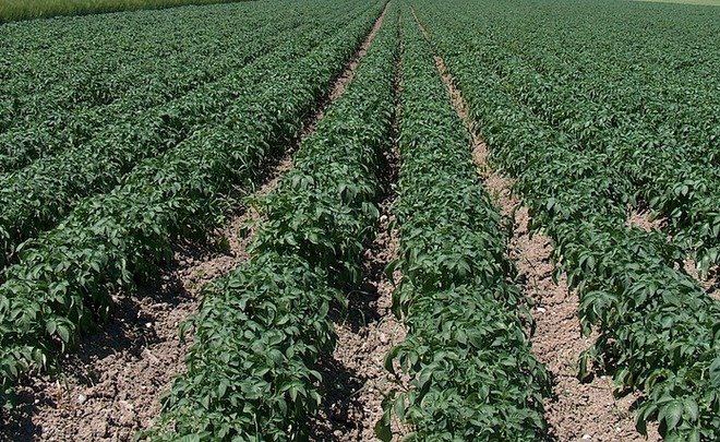 Kremlin to provide record subsidies to agricultural sector