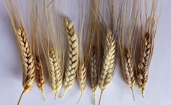 Floating tax making wheat exports ‘huge gamble’ for Russian grain traders