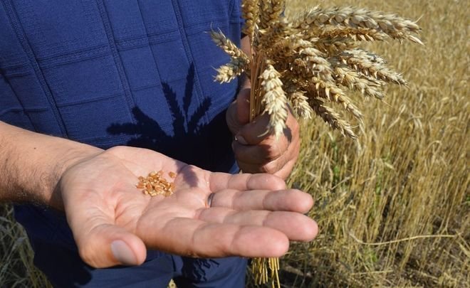“We are exhausted from this weather”: cold weather hits harvest in Tatarstan