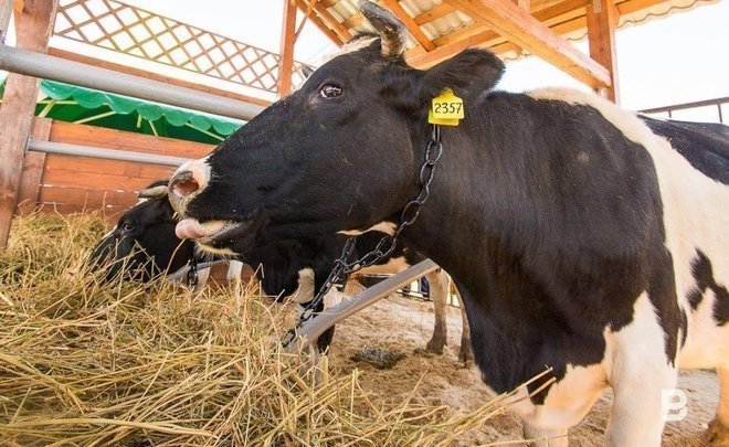 Tatarstan launching campaign for mass identification of cattle — without which it will be impossible to sell meat