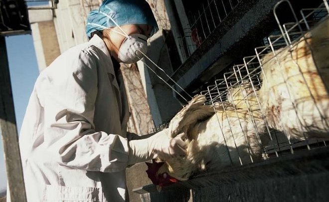 Bird flu added to COVID-19 in Tatarstan