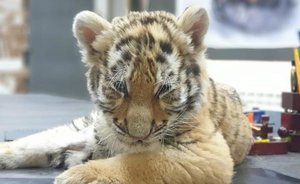 Tiger of contention: famous circus performers want to take 'evidence' seized from a drug dealer with them, animal rights activists against