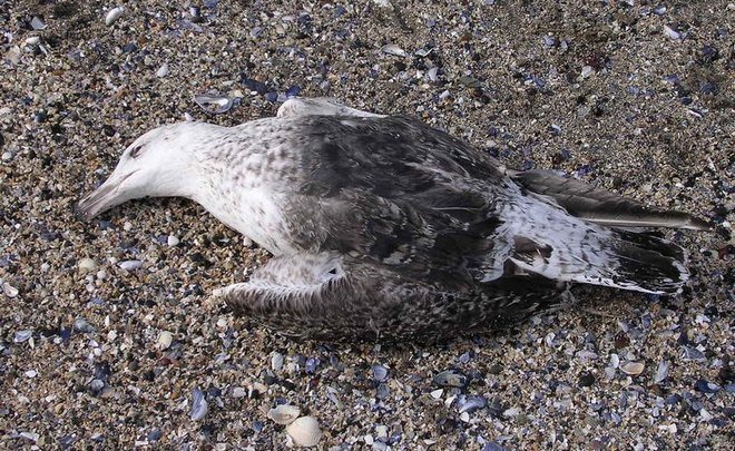 “Seagulls are dying just in front my eyes!” Ecologists take control over wake-up call from Volga River