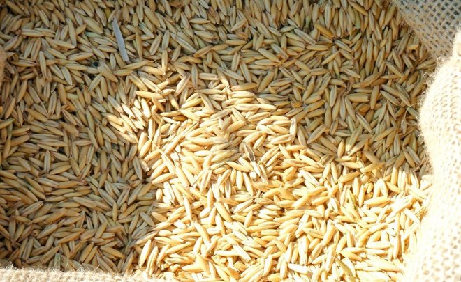 Russian wheat sets price record on global market