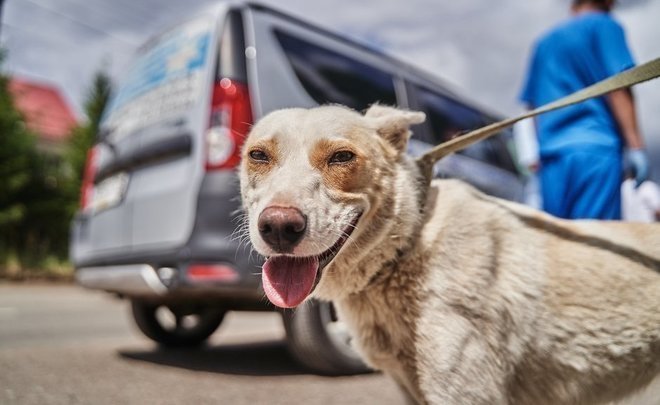 3 more animal shelters to be built in Tatarstan — State Council calls it a drop in the ocean