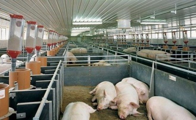 African swine fever found in Tatarstan