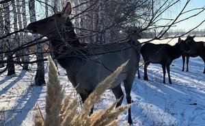 Population of elks growing in Tatarstan