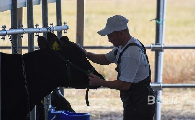 ‘It’s unprofitable: cattle maintenance becomes expensive, while milk prices goes down’