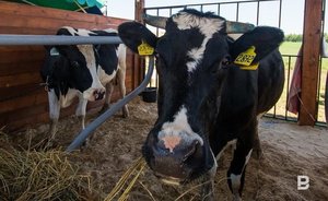 ‘Extra’ milk: why there are queues in Tatarstan to slaughter dairy cattle for beef