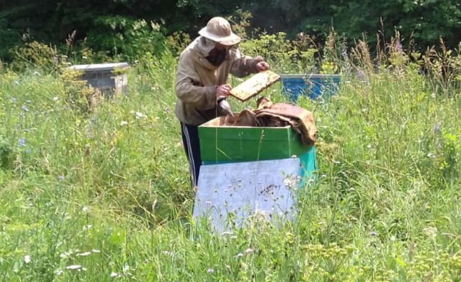 Rapeseed treatment causes bee 'apocalypse' in Tatarstan and five other regions?