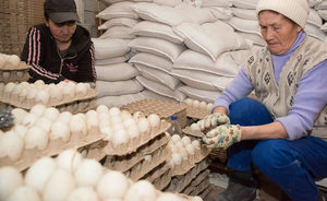 Bird flu will leave Tatarstan without eggs, 450k hens and private poultry factory