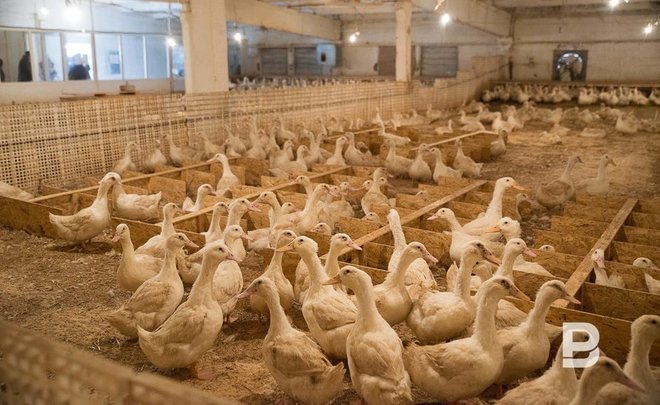 Poultry farm directors do not follow poultry maintenance rules