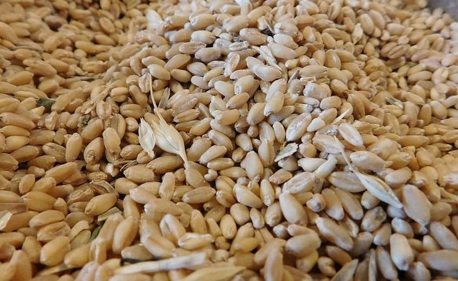 Russia’s new grain export quota unfavourable for small traders