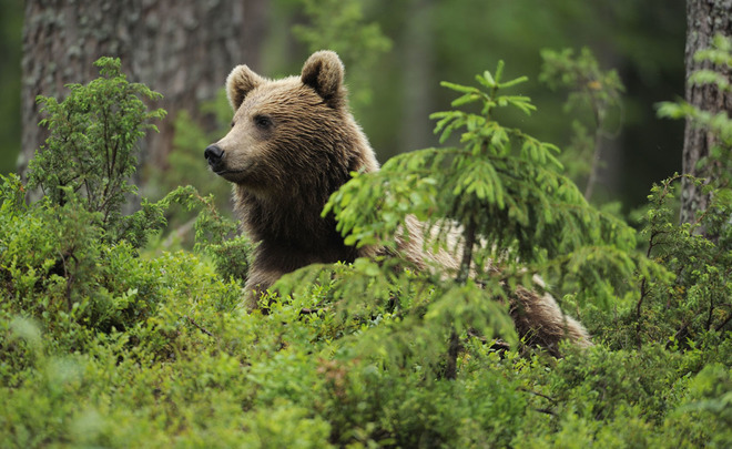 Backwoods: habitat of bear expands and gets closer to Kazan