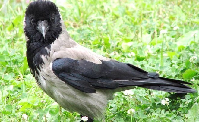 “We invaded their territory”: Kazan attacked by aggressive crows