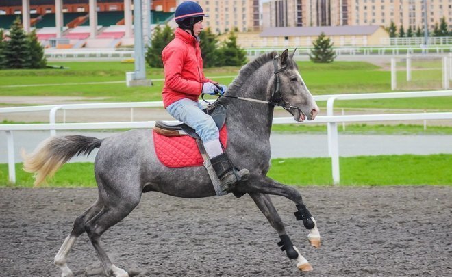 ‘It won’t be difficult for the Tatar breed of horses to reach Altai’