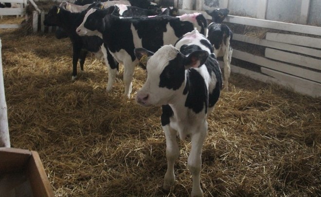 Altogether: benefits for kids and cows to return people to backwoods