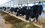 Tatarstan Ministry of Agriculture to allocate 700 million, but farmers ask to regulate prices