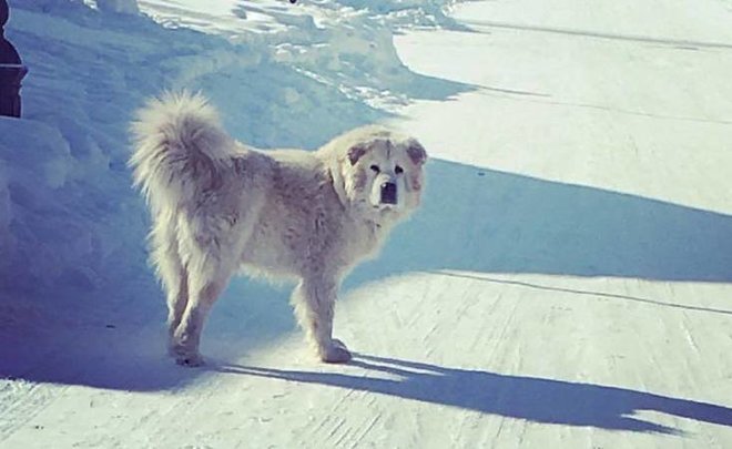 The head of Sviyazhsk is accused of doghunting