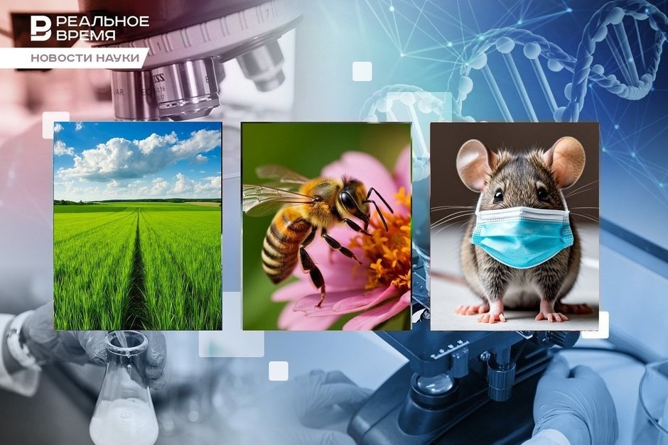 Bee navigation, a universal vaccine, the smells of different diseases