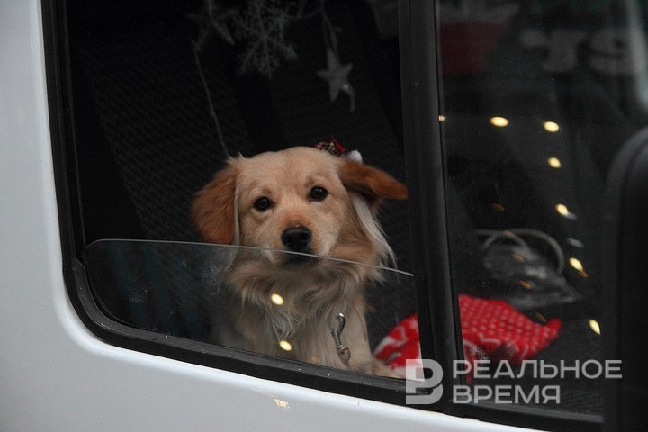 To kill or to sterilise: Tatarstan opposes euthanasia for stray dogs