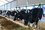 Cattle-keeping enterprises advised to switch to a closed operation in Tatarstan