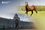 Tatarstan announces new horse breeding development programme