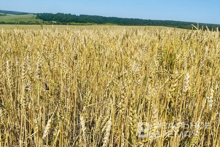 Tatarstan relies on soy, sunflower, and flax amid falling grain prices