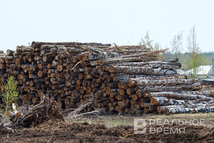 ‘There are piles of trees lying there’: mass deforestation in Laishevo District