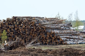‘There are piles of trees lying there’: mass deforestation in Laishevo District