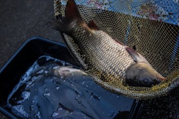 Tatarstan became leader in fishing in Volga region in 2023